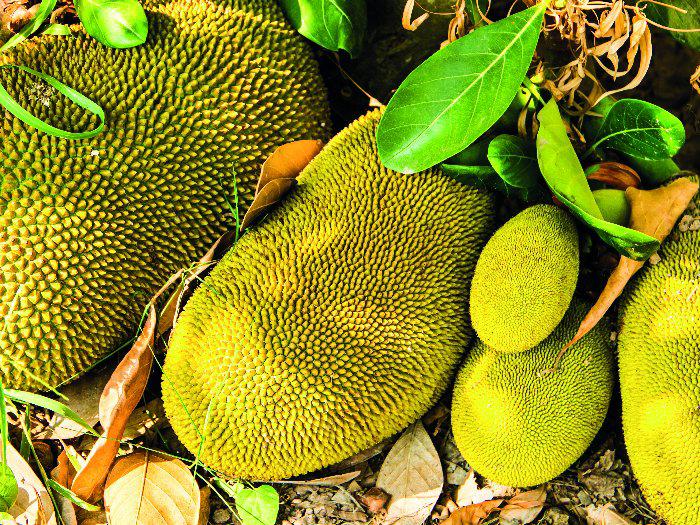 COMBIONLINE - Green jackfruit curry